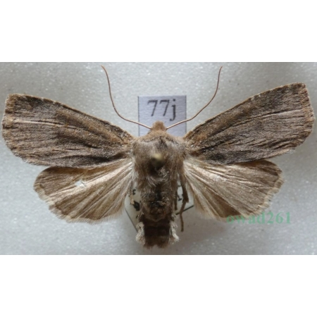 Conistra ligula (Esper, 1791) Porożnica Czech77j
